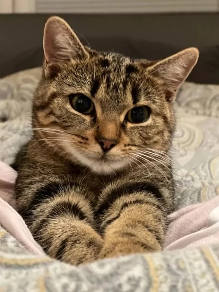 Splendidi gattini Bengala maschi e femmine | Foto 1