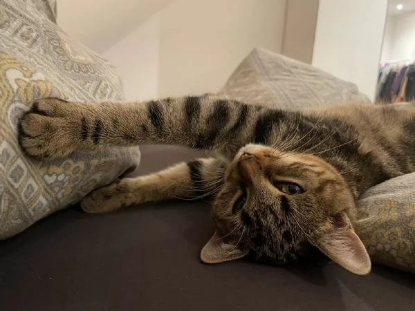 Splendidi gattini Bengala maschi e femmine | Foto 0