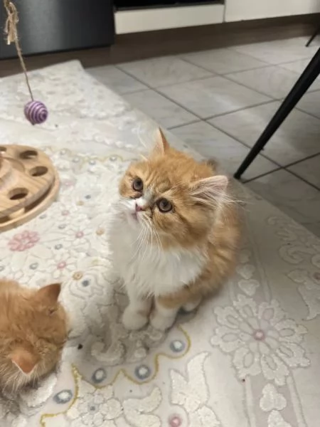 Gattina persiana colourpoint con pedigree | Foto 2