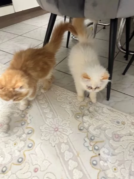 Gattina persiana colourpoint con pedigree | Foto 1