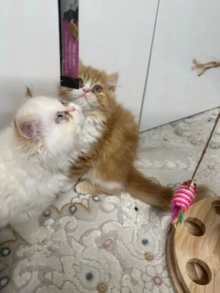 Gattina persiana colourpoint con pedigree | Foto 0