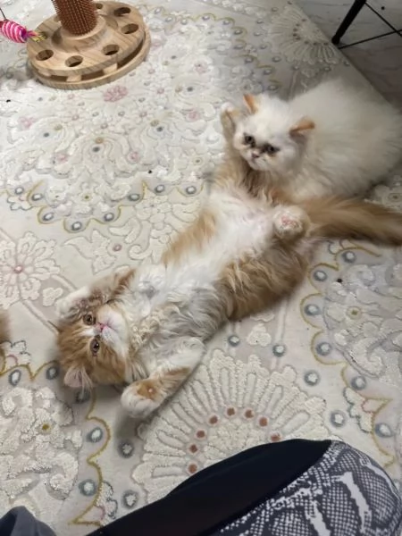 Gattina persiana colourpoint con pedigree