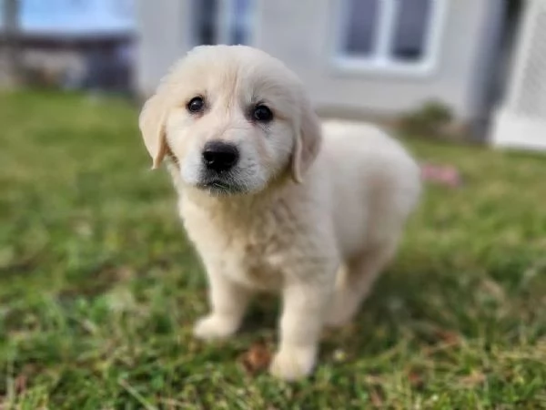 Cuccioli Golden Retriever - Linea Show - Purosangue - Pedigree | Foto 2