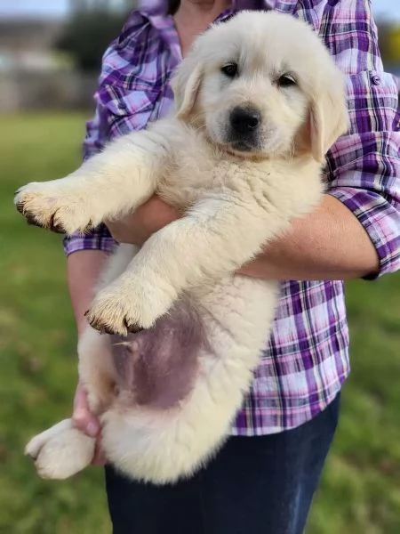Cuccioli Golden Retriever - Linea Show - Purosangue - Pedigree