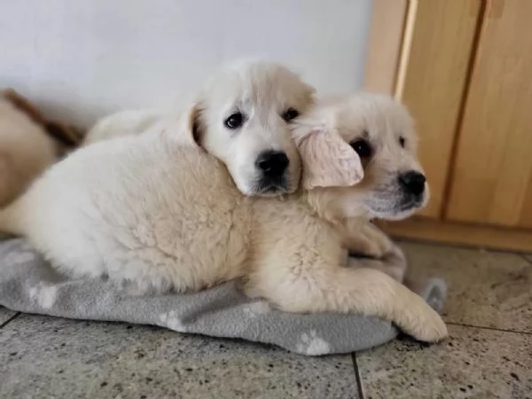 Cuccioli Golden Retriever - Linea Show - Purosangue - Pedigree | Foto 0