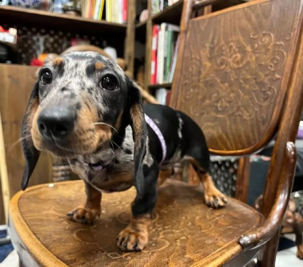 CUCCIOLI BASSOTTO NANO PELO CORTO NERO FOCATO E FULVO | Foto 2