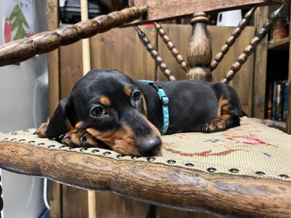 CUCCIOLI BASSOTTO NANO PELO CORTO NERO FOCATO E FULVO | Foto 0