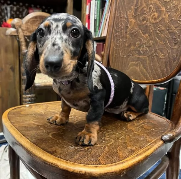 Affetuoso Bassotto Nano Cuccioli