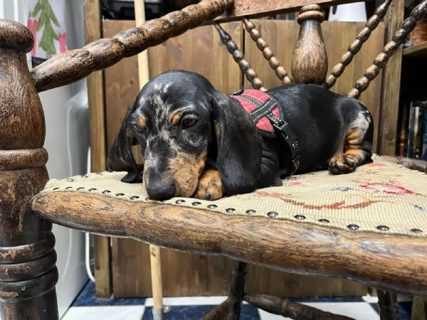 Affetuoso Bassotto Nano Cuccioli | Foto 0