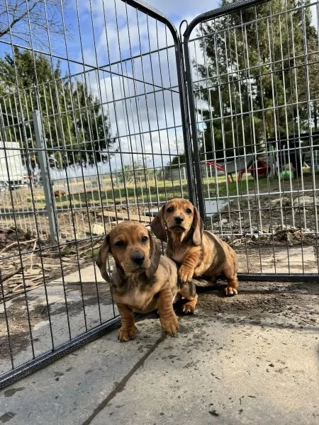 Affetuoso Bassotto Nano Cuccioli