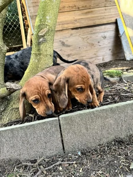 Affetuoso Bassotto Nano Cuccioli | Foto 2