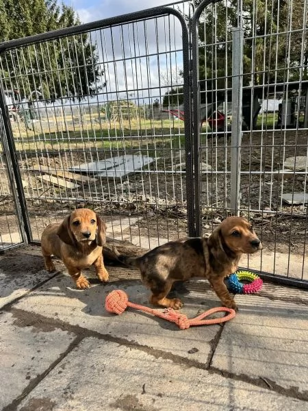 Affetuoso Bassotto Nano Cuccioli | Foto 1