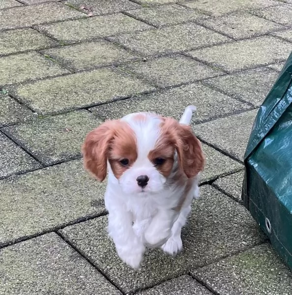 Cuccioli di Cavalier King Charles Spaniel con pedigree | Foto 1