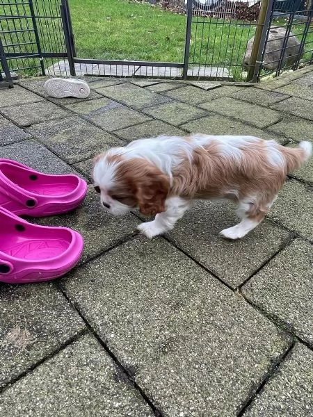 Cuccioli di Cavalier King Charles Spaniel con pedigree
