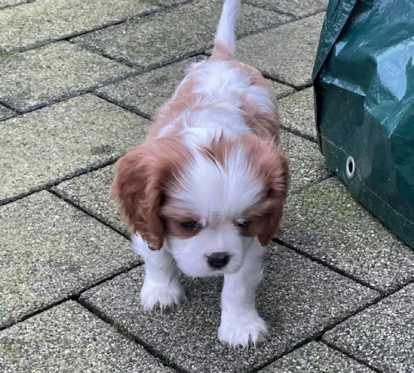 Cuccioli di Cavalier King Charles Spaniel con pedigree | Foto 0