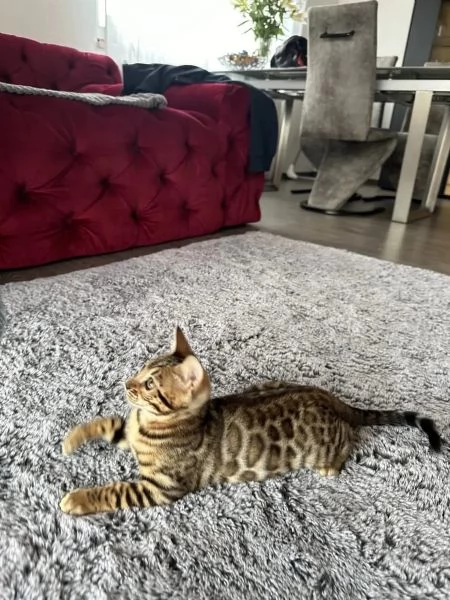 Cuccioli di Gatto del Bengala | Foto 1