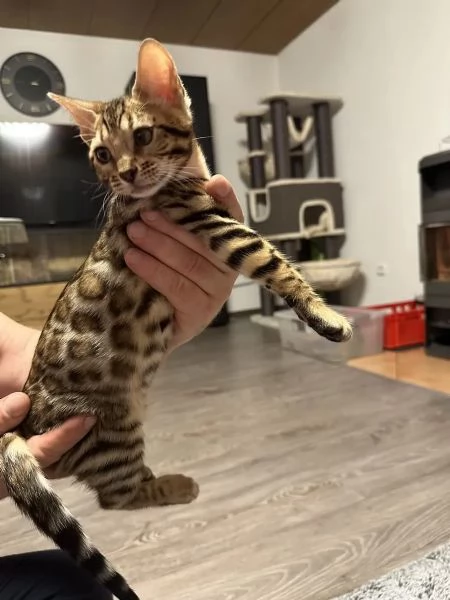 Cuccioli di Gatto del Bengala | Foto 0