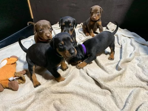 Disponibili cuccioli di dobermann, maschi e femmine nero focati,