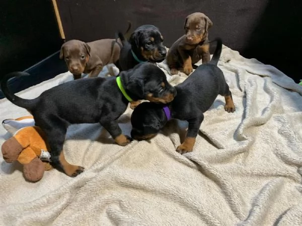 Disponibili cuccioli di dobermann, maschi e femmine nero focati, | Foto 2