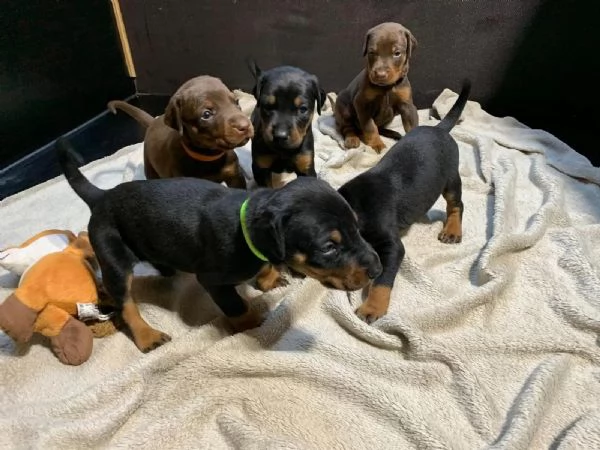 Disponibili cuccioli di dobermann, maschi e femmine nero focati, | Foto 1