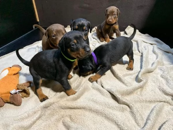 Disponibili cuccioli di dobermann, maschi e femmine nero focati, | Foto 0