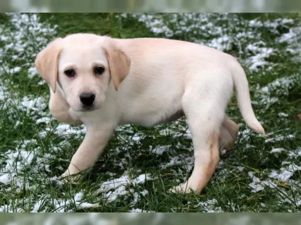 I fantastici cuccioli di Labrador con i documenti possono ora trasferirsi nella loro nuova casa | Foto 2