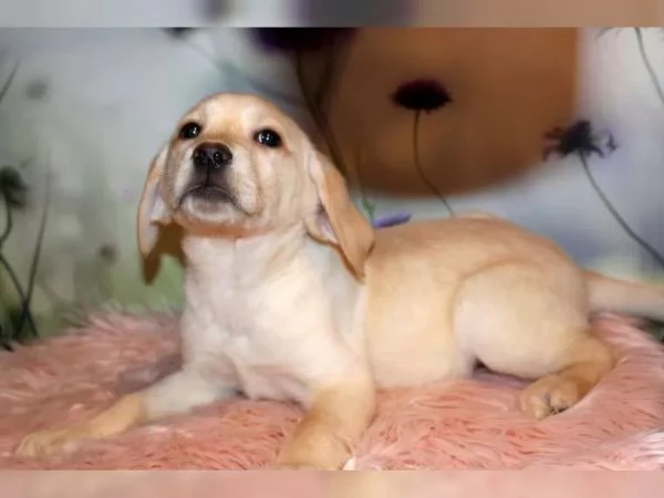 I fantastici cuccioli di Labrador con i documenti possono ora trasferirsi nella loro nuova casa | Foto 1