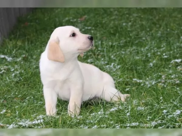 I fantastici cuccioli di Labrador con i documenti possono ora trasferirsi nella loro nuova casa | Foto 0