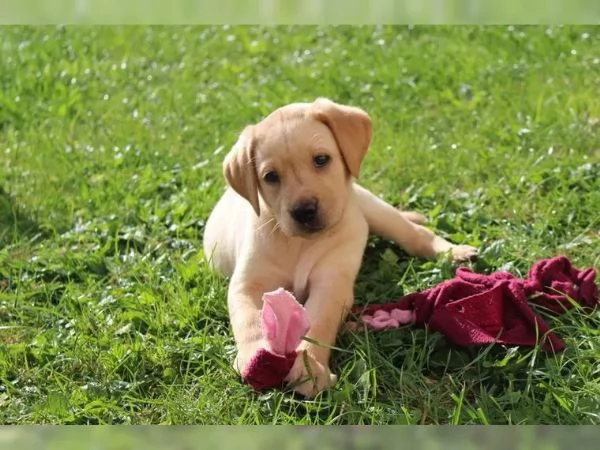 I fantastici cuccioli di Labrador con i documenti possono ora trasferirsi nella loro nuova casa