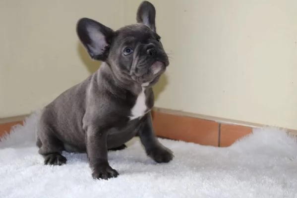 Cuccioli di bulldog francese | Foto 3