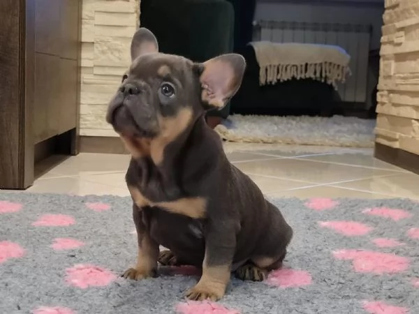 Cuccioli di bulldog francese | Foto 2