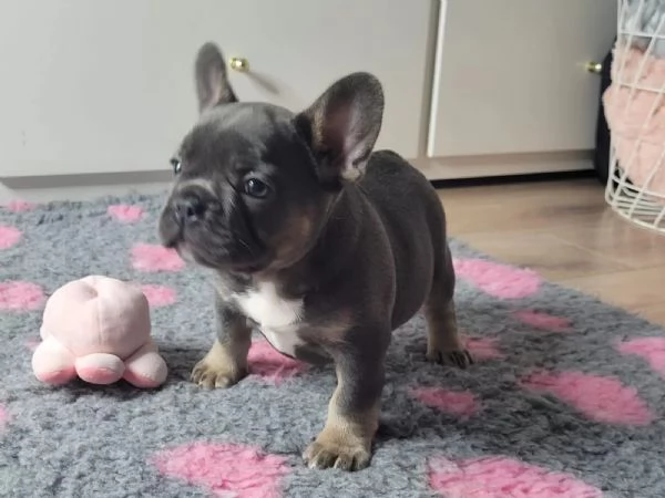 Cuccioli di bulldog francese