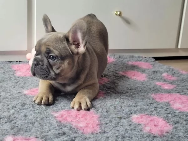 BOULEDOGUE & BULLDOG FRANCESE CUCCIOLI liliac & tan | Foto 3
