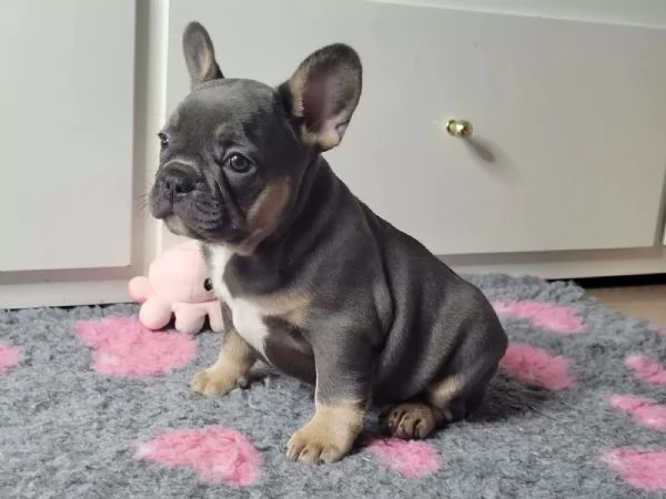 BOULEDOGUE & BULLDOG FRANCESE CUCCIOLI liliac & tan | Foto 2