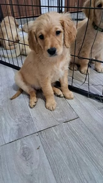 Cuccioli di Golden Retriever con pedigree ENCI | Foto 2