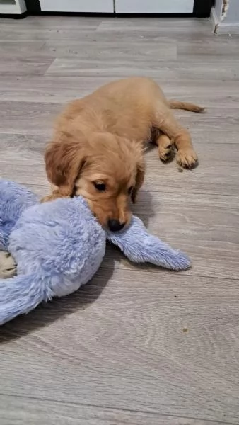 Cuccioli di Golden Retriever con pedigree ENCI | Foto 1