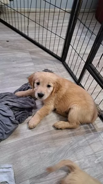 Cuccioli di Golden Retriever con pedigree ENCI