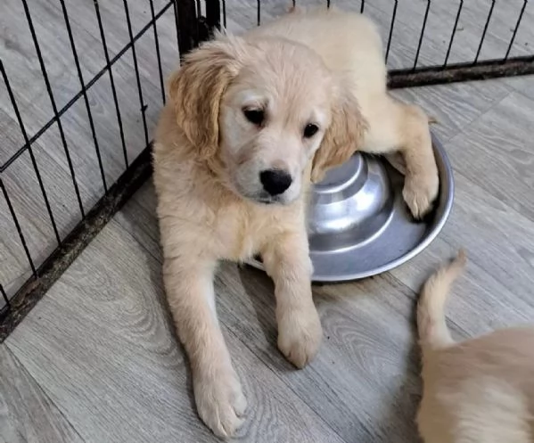 Cuccioli di Golden Retriever con pedigree ENCI | Foto 0