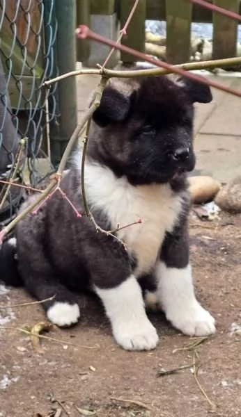 Cuccioli di Akita giapponese con pedigree | Foto 1