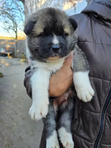 Cuccioli di Akita giapponese con pedigree | Foto 0