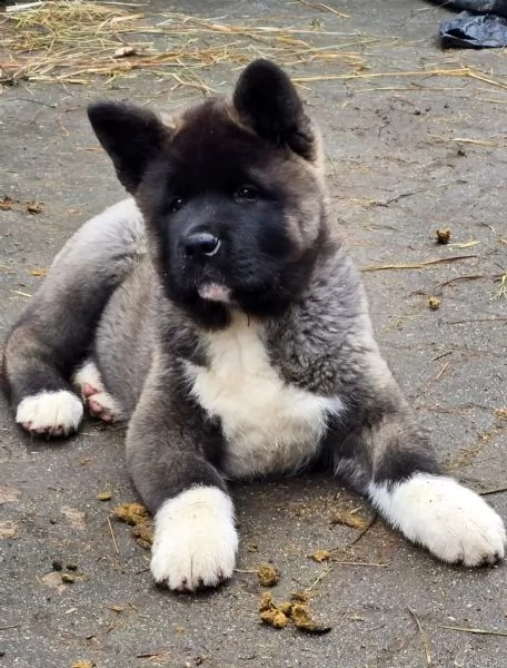 Cuccioli di Akita Inu con pedigree | Foto 2