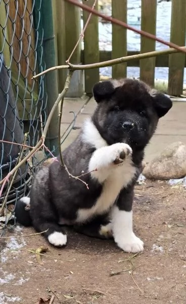 Splendita cucciola akita inu Maschio e Femmina