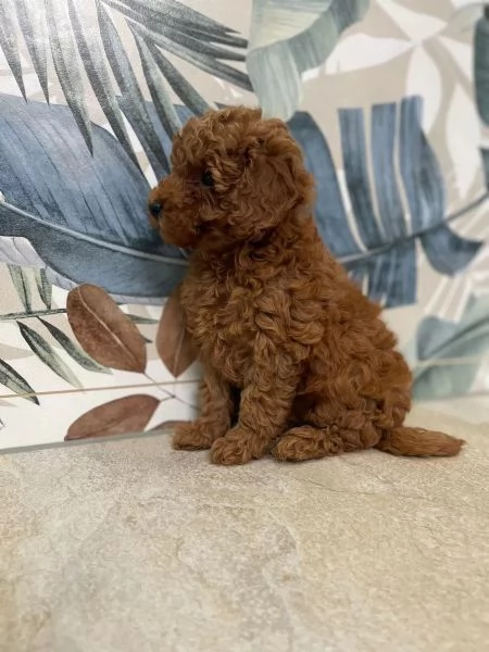 Barboncino cuccioli di taglia piccola | Foto 1