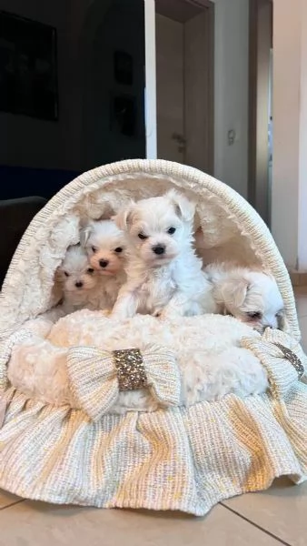 Cuccioli di Maltese taglia piccola | Foto 0