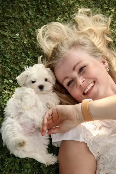 Bellissimi cuccioli di Maltese subito disponibili | Foto 2