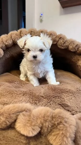 Bellissimi cuccioli di Maltese subito disponibili | Foto 1