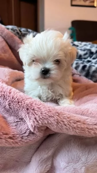 Bellissimi cuccioli di Maltese subito disponibili