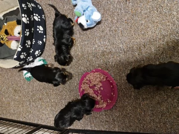 Disponibile eccellente cucciolata di Yorkshire toy | Foto 2
