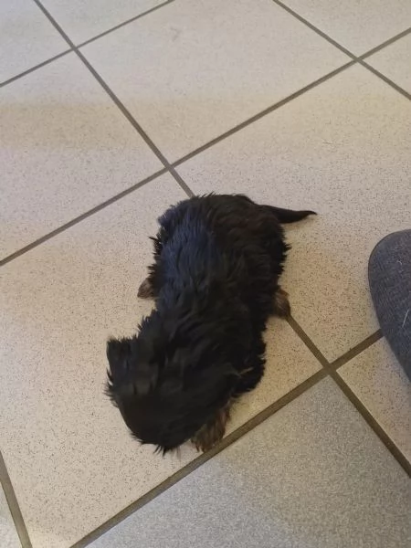 Disponibile eccellente cucciolata di Yorkshire toy | Foto 1