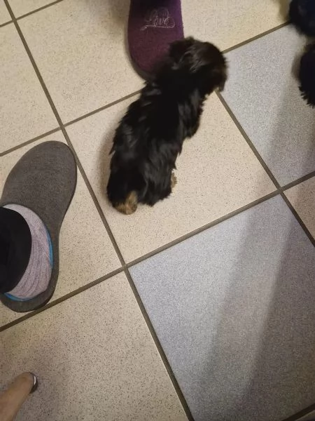 Disponibile eccellente cucciolata di Yorkshire toy | Foto 0